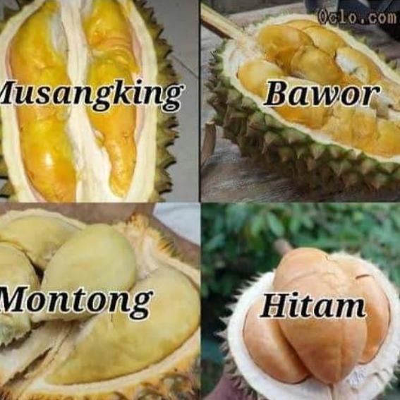 

Terlaris Paket Hemat 5 Bibit Durian Ukuran 1 Meter Up