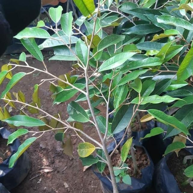 

Terlaris Bibit Durian Musangking Kaki Ganda 1Meteran