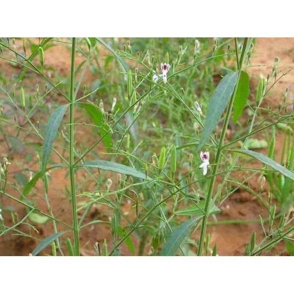 

Terlaris Bibit Sambiloto Daun Sambiloto Tanaman Sambiloto Pohon Sambiloto