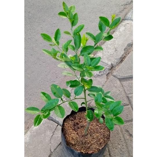 

Terlaris Bibit Pohon Jeruk Nipis/Pohon Jeruk/Benih Pohon Jeruk Ni Deksgo 8136Tf