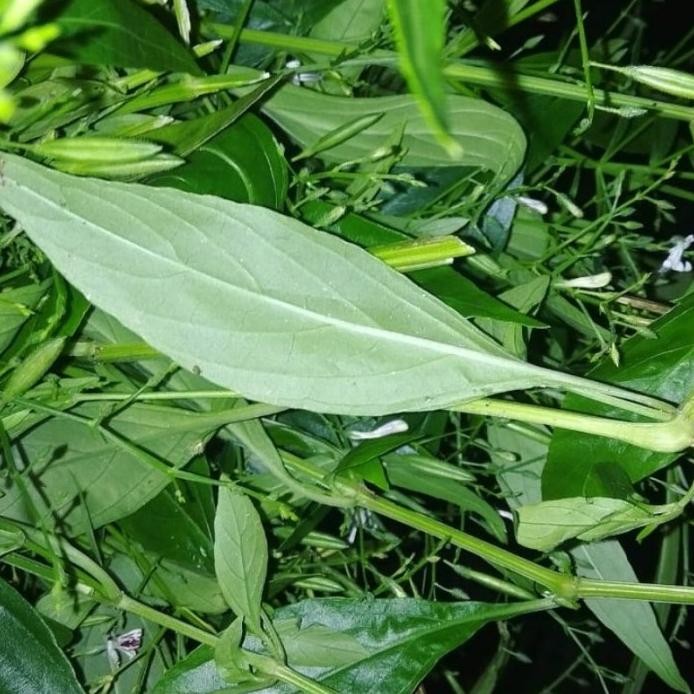 

Terlaris Tanaman Herbal Daun Sambiloto/Bibit Tanaman Sambiloto Llrawh 2722Zq