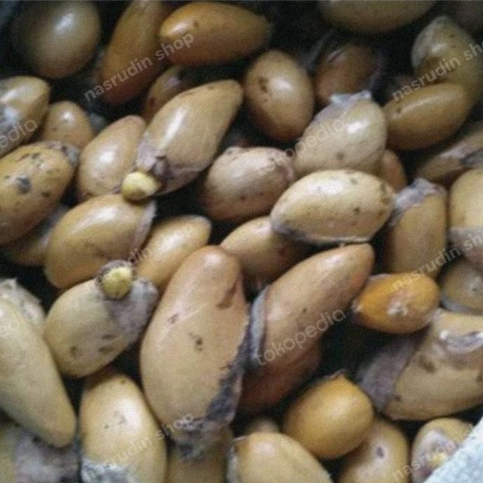 

Terlaris Biji Durian 1Kg Isi Banyak / Biji Duren / Bibit Durian Bahan Okulasi