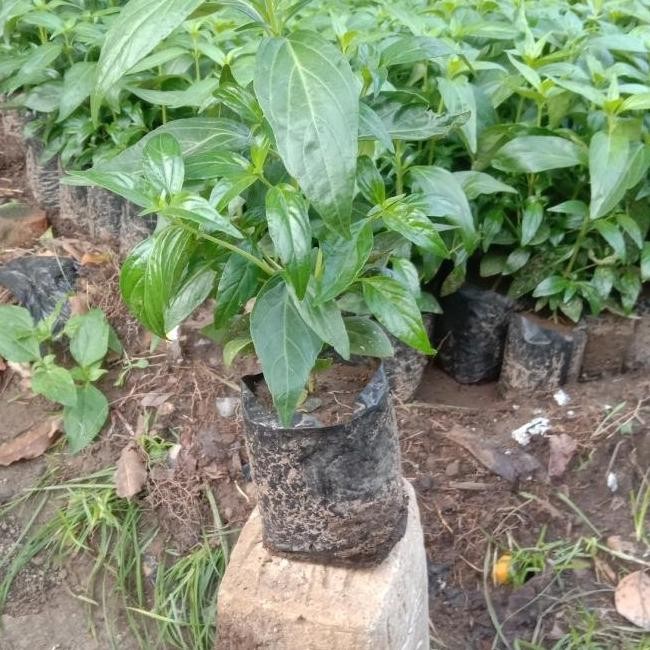 

Terlaris Bibit Tanaman Herbal Daun Sambiloto Bibit Sambiloto Pahitan