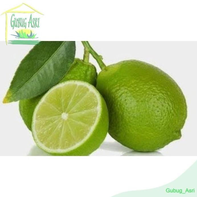 

Terlaris Bibit Benih Biji Buah Jeruk Nipis - Biji Tanaman Buah Jeruk Nipis -