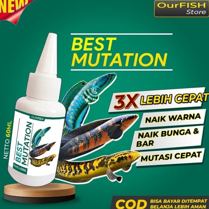 Terlaris Best Mutation Obat Mutasi Ikan Channa Vitamin Ikan Channa Maru Barca