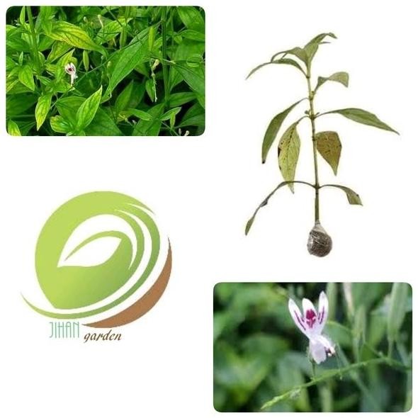 

Terlaris Paket 5 Bibit Tanaman Sambiloto-Obat Herbal