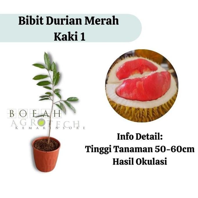 

Terlaris Bibit Durian Merah Kaki 1