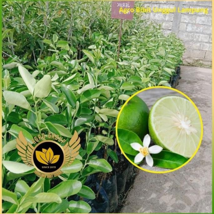 

Terlaris Bibit Jeruk Nipis Jumbo Asli Tanaman Hasil Okulasi Cepat Berbuah