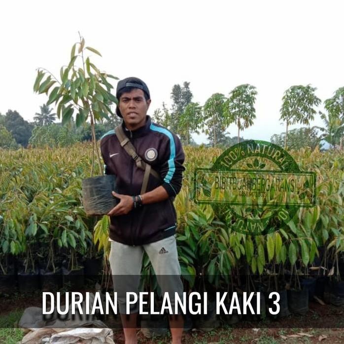 

Terlaris Durian Pelangi Kaki 3 Bibit Buah