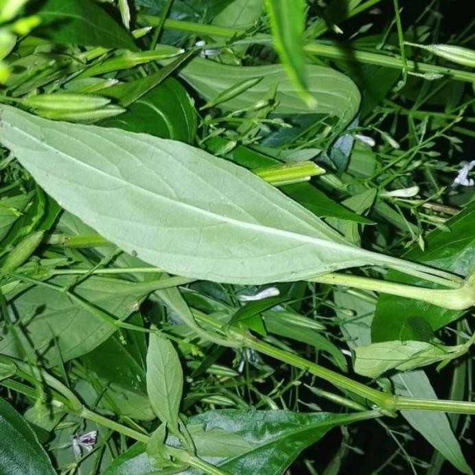 

Terlaris Tanaman Herbal Daun Sambiloto/Bibit Tanaman Sambiloto Dadygu 8121Cq