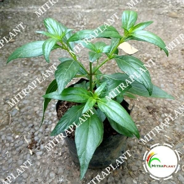 

Terlaris Bibit Tanaman Daun Sambiloto - Pohon Sambiloto - Tanaman Herbal