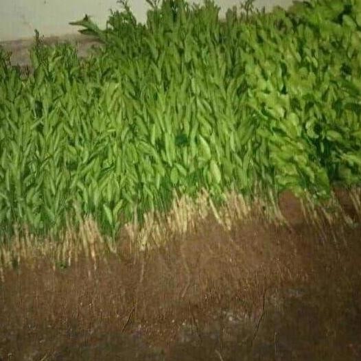 

Terlaris Paket 10 Bibit Jeruk Nipis, Warangan Okulasi, Cabutan. Cepat Berbuah