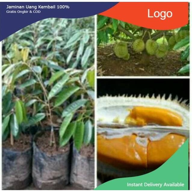 

Terlaris Bibit Durian Musangking Super