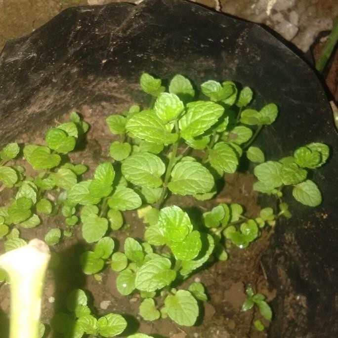 

Terlaris Bibit Tanaman Daun Mint Daun Herbal Siap Tanam
