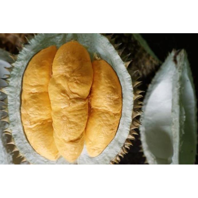 

Terlaris Bibit Durian Bawor Super Garansi Valid