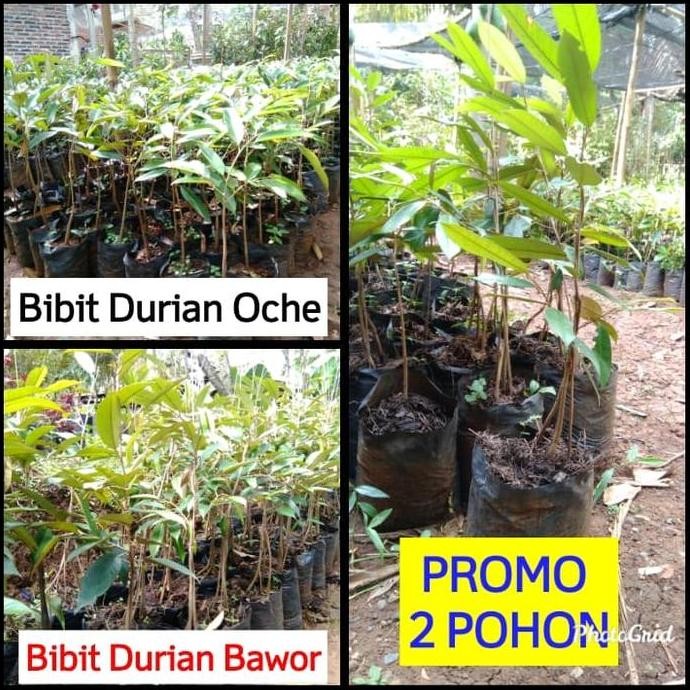 

Terlaris Promo 2 Bibit Durian Bawor & Durihitam Oche