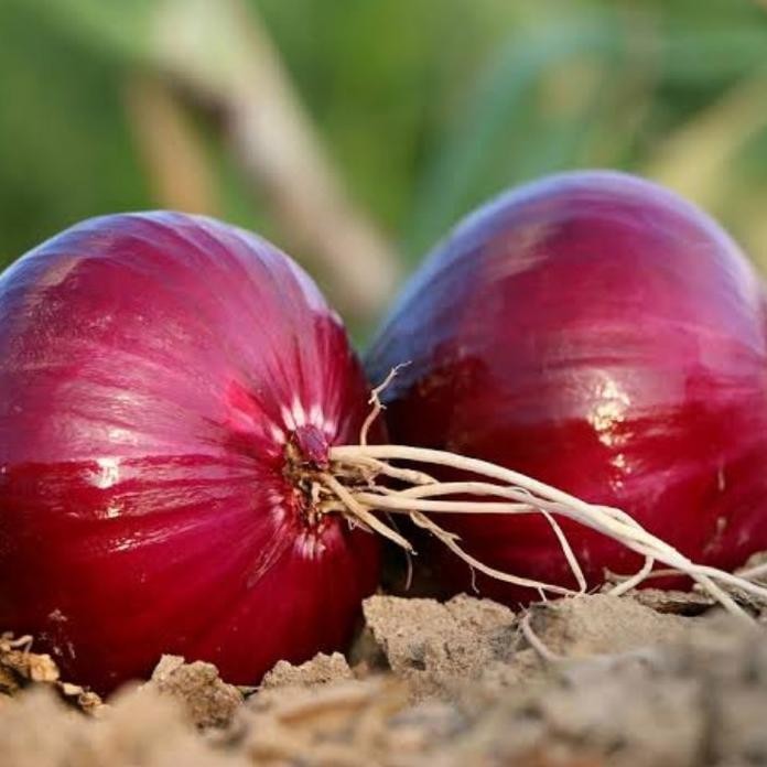 

Terlaris Ready Fresh Benih Bibit Bawang Merah Ax Seed
