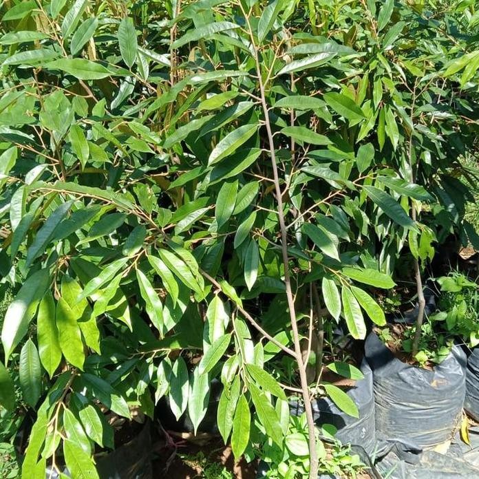 

Terlaris Pohon Durian Bawor Uk 1Mter Up Durian Bawor Bibit