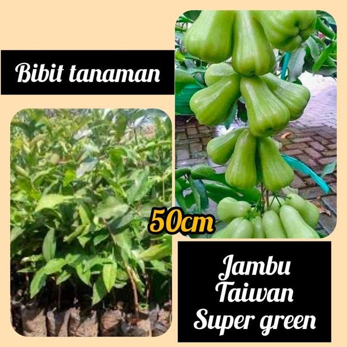 

Terlaris Bibit Jambu Taiwan Super Green / Tsg 50 Cm Up