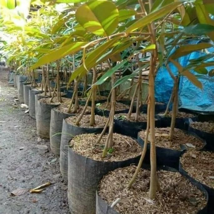 

Terlaris Pohon Buah Durian Musangking / Bi It Tanaman Durian Musangking Kaki 3 Bibit