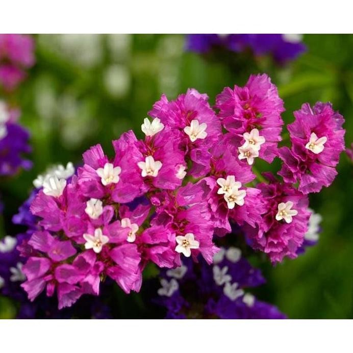 

Terlaris Bibit Benih Bunga Statice Limonium Sea Pink Lavender - Marsh Rosemary