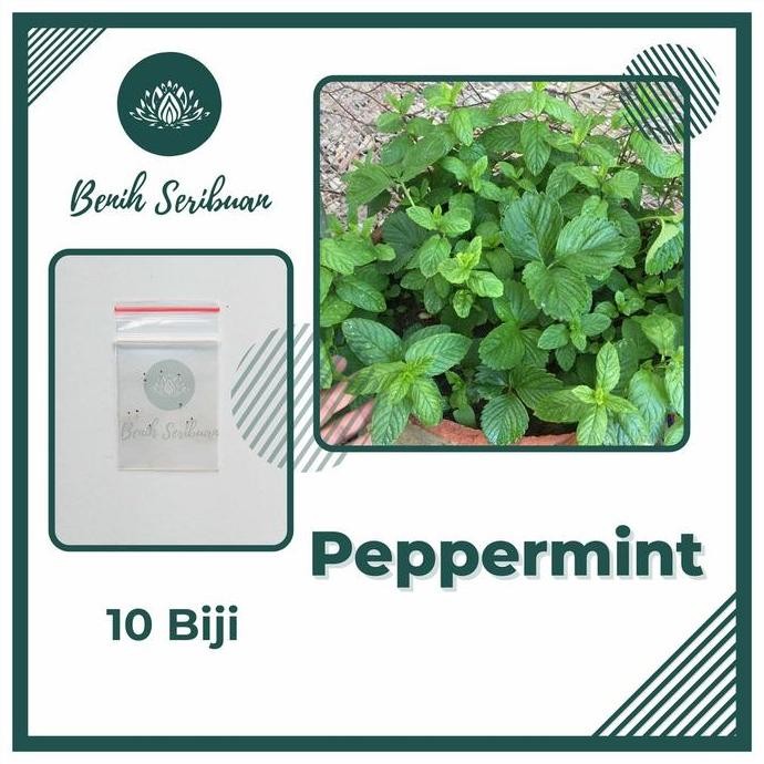 

Terlaris 10 Benih Herb Peppermint Bibit Daun Mint Tanaman Herbal Hidroponik Premium Herba Spearmint Unggul