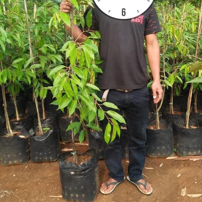 

Terlaris Bibit Durian Petruk Hasil Okulasi Ukuran Tinggi 1 Meter