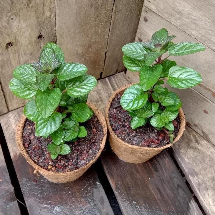 

Terlaris Tanaman Daun Berries Mint - Bibit Tanaman Herbal Berries And Cream Mint