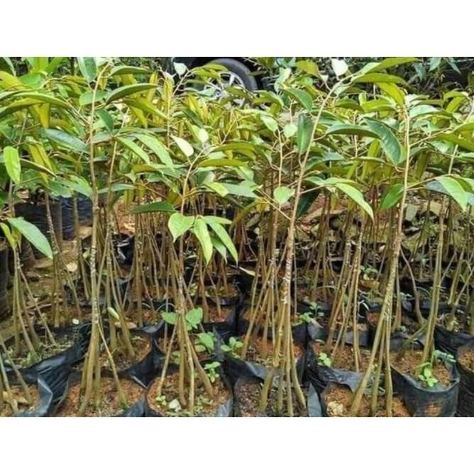 

Terlaris Ready Bibit Tanaman Buah Durian Musang King Kaki 3 Kualitas Super