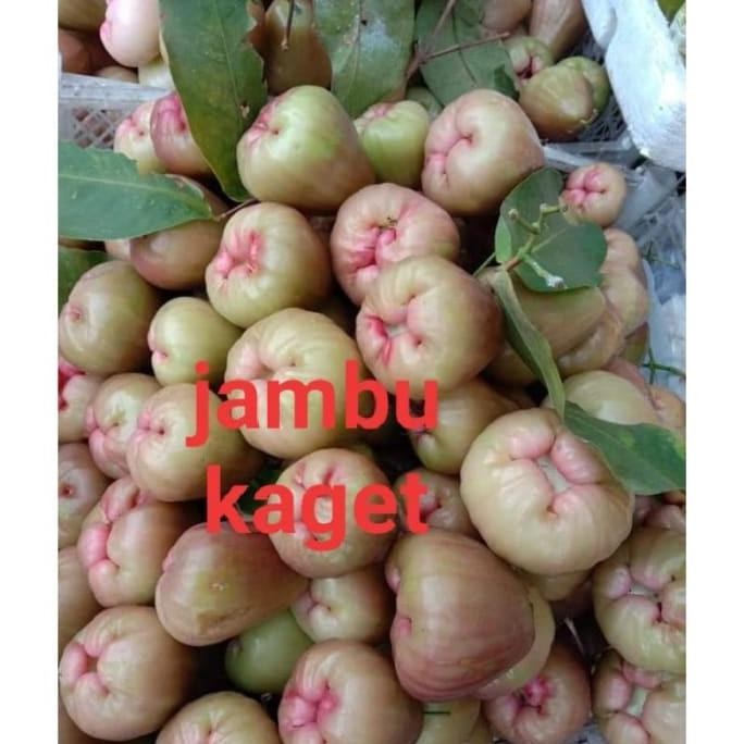 

Terlaris Bibit Jambu Kaget Cepat Berbuah Likpye 6839Hu