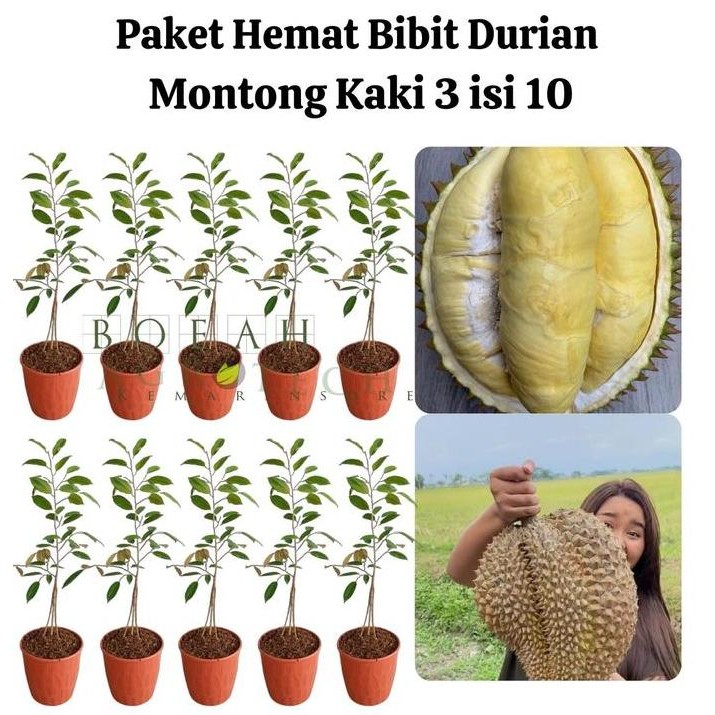 

Terlaris Paket Hemat Bibit Durian Montong Kaki 3 Isi 10 Bonus Bibit Strawberry