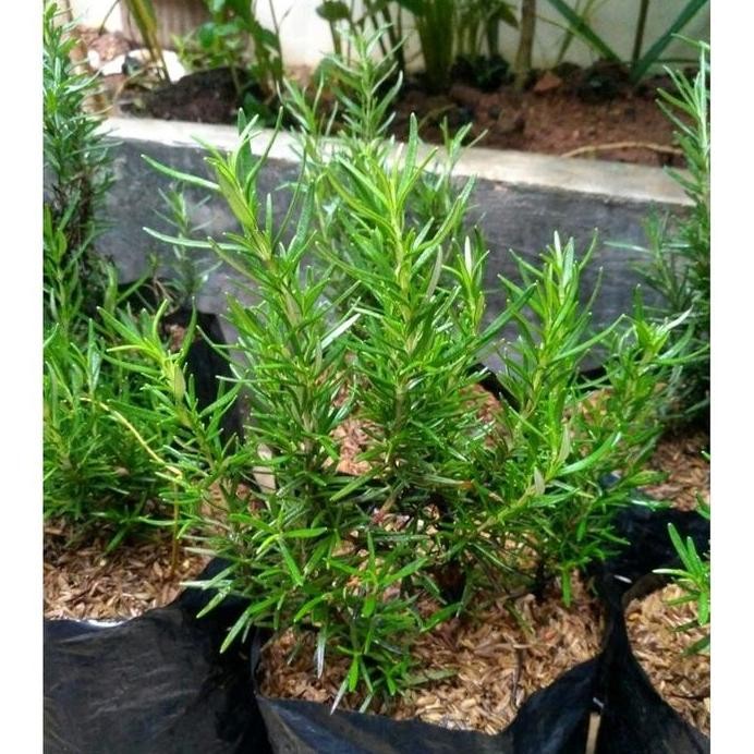

Terlaris Bibit Pohon Rosemary - Tanaman Rosemary - Rosmary