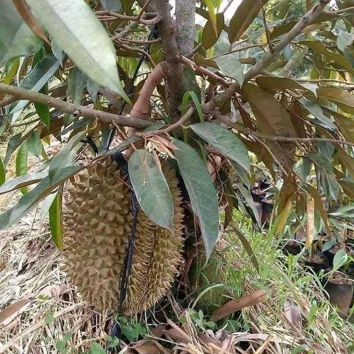 

Terlaris Benih Bibit Tanaman Durian Duri Hitam