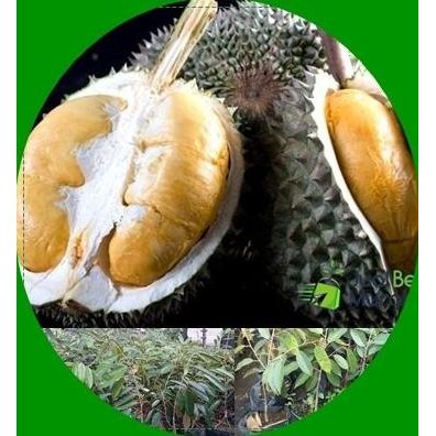 

Terlaris Bibit Durian Duri Hitam