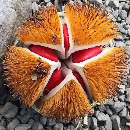 

Terlaris Bibit Durian Merah Okuasi Asli