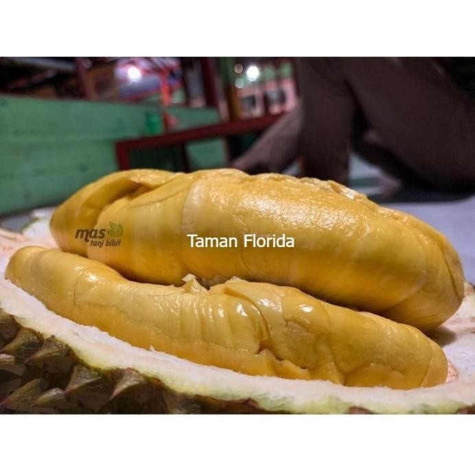 

Terlaris Bibit Tanaman Buah Durian Musangking Kaki 3 Varietas Unggulan