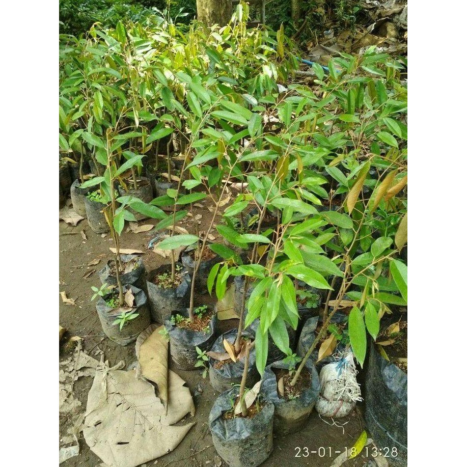 

Terlaris Paket 3 Bibit Tanaman Buah Durian Montong