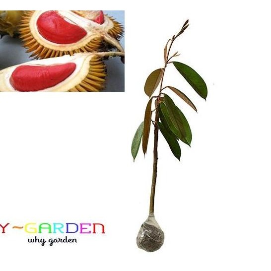 

Terlaris Bibit Tanaman Hidup Pohon Buah Durian Merah Langka