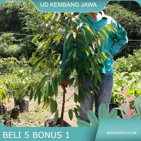 

Terlaris Ready Aneka Bibit Durian Unggul Tinggi 1,5 Meter/ Bibit Durian Super