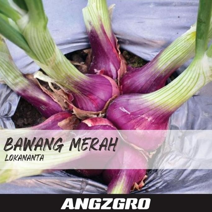 

Terlaris Benih Bibit Bawang Merah Lokananta 10 Seeds