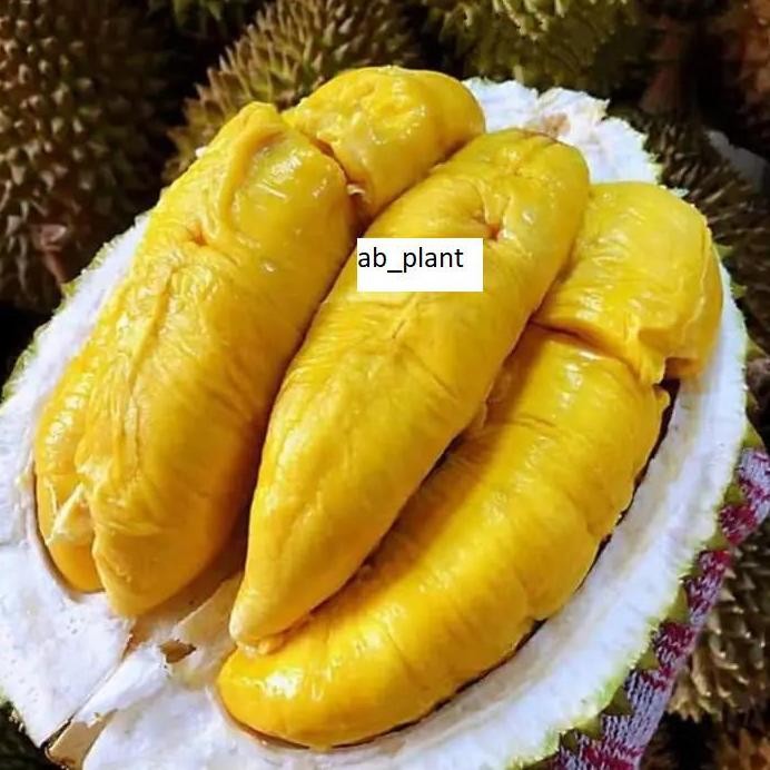 

Terlaris Bibit Durian Monthong Unggul Kaki 3 Cepat Berbuah Berkualitas