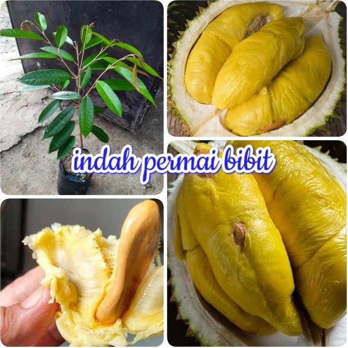 

Terlaris Bibit Tanaman Durian Bentara