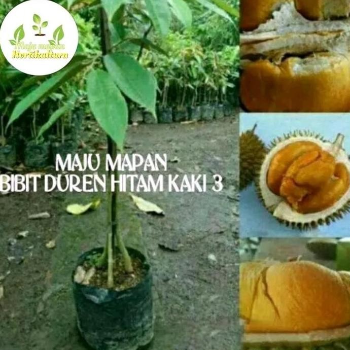 

Terlaris Bibit Durian Ocre/Hitam Kaki 3 Super