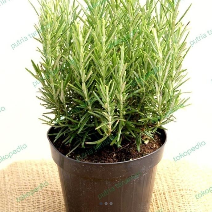 

Terlaris Bibit / Benih / Seeds Herb Rosemary Herbal Wangi Dan Harum