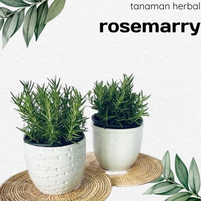 

Terlaris Bibit Tanaman Rosemary Pengusir Nyamuk Dan Bumbu Eropa Kondisi Rimbun Wangi