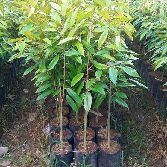 

Terlaris Bibit Buah Durian Musangking - Okulasi - Bibit Durian Murah