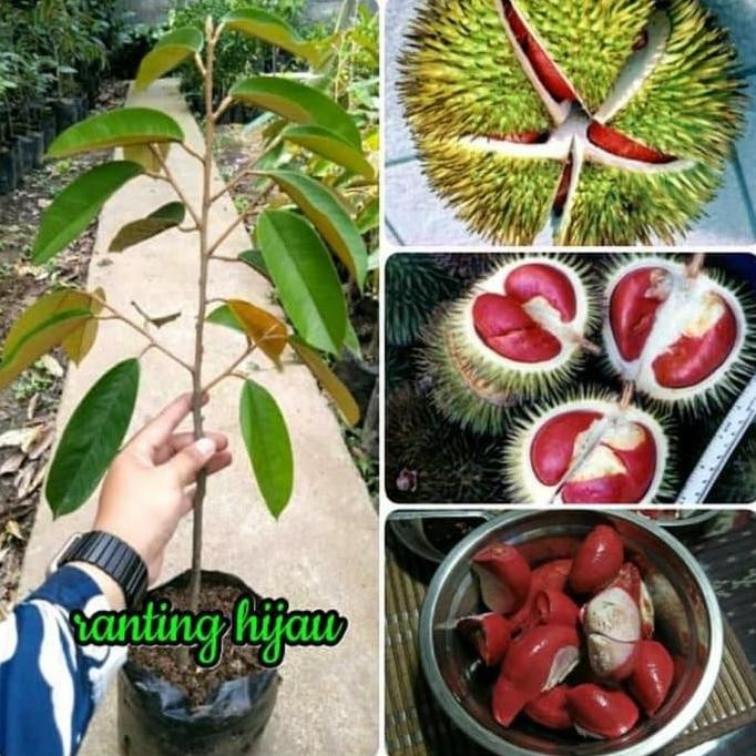 Terlaris Bibit Buah Durian Merah Asli