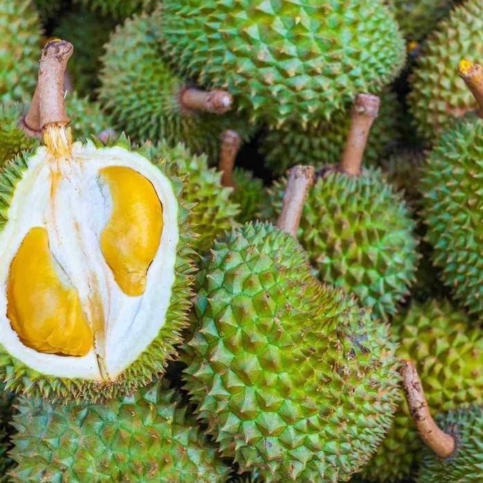 

Terlaris Bibit Buah Durian D24 Okulasi Unggul