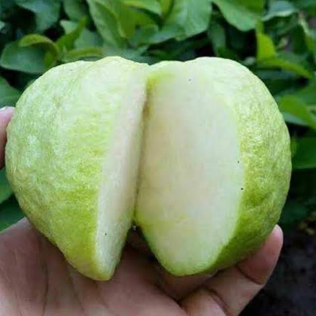 

Terlaris Bibit Buah Jambu Kristal Kondisi Sdh Berbunga/Berbuah.