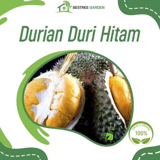 

Terlaris Bibit Durian Duri Hitam Asli Hasil Okulasi L Bisa Tabulampot